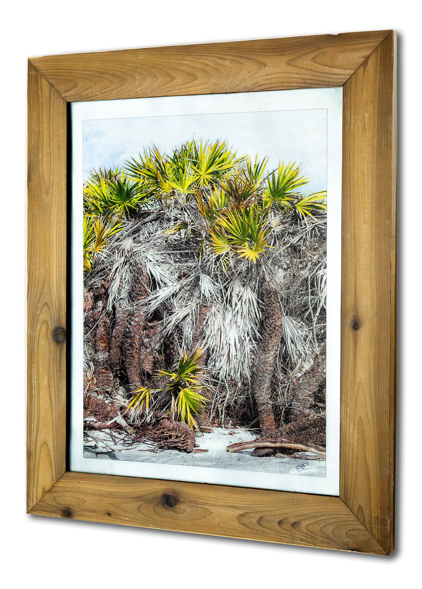 Palmetto Display