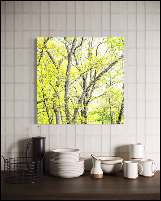 Backyard Tree 2