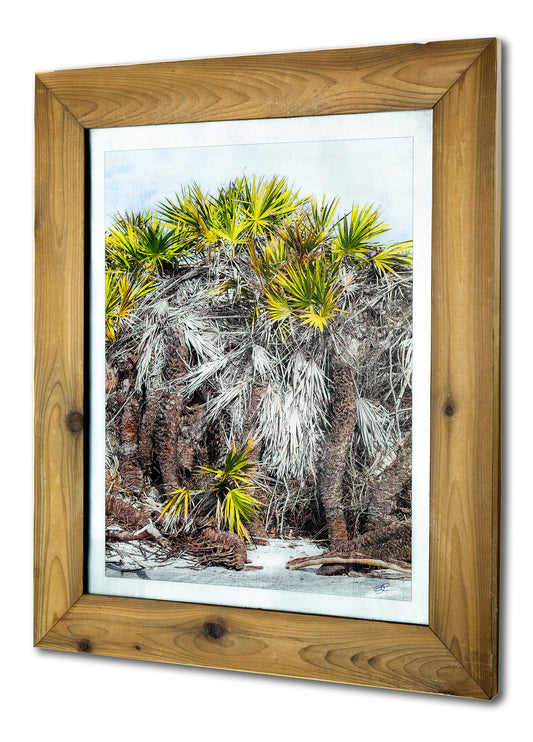 Palmetto Display